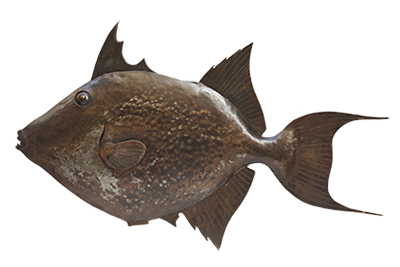 fish1.png