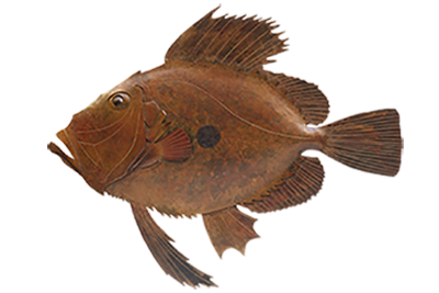 fish2.png